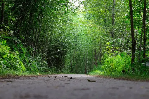 sante-forest-2