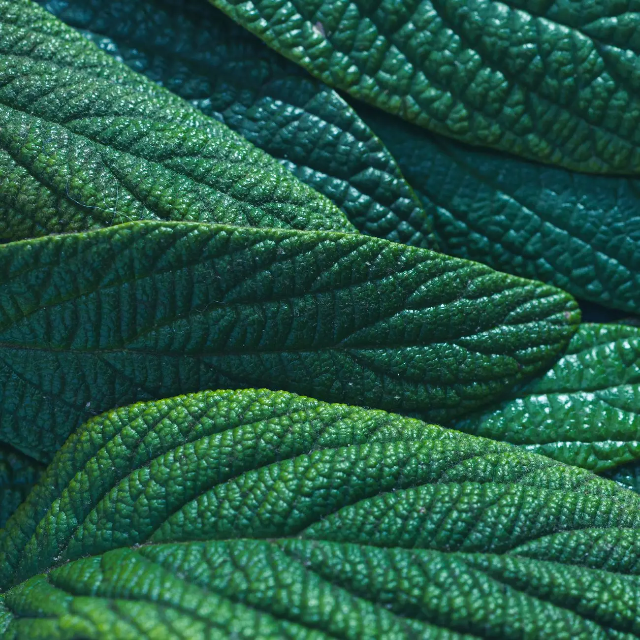 Detailed close-up of overlapping green leaves showcasing textures and natural patterns.